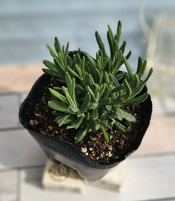 フレンチラベンダー　ピンクサマー