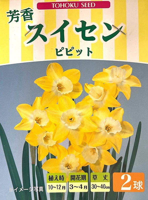 スイセン ピピット