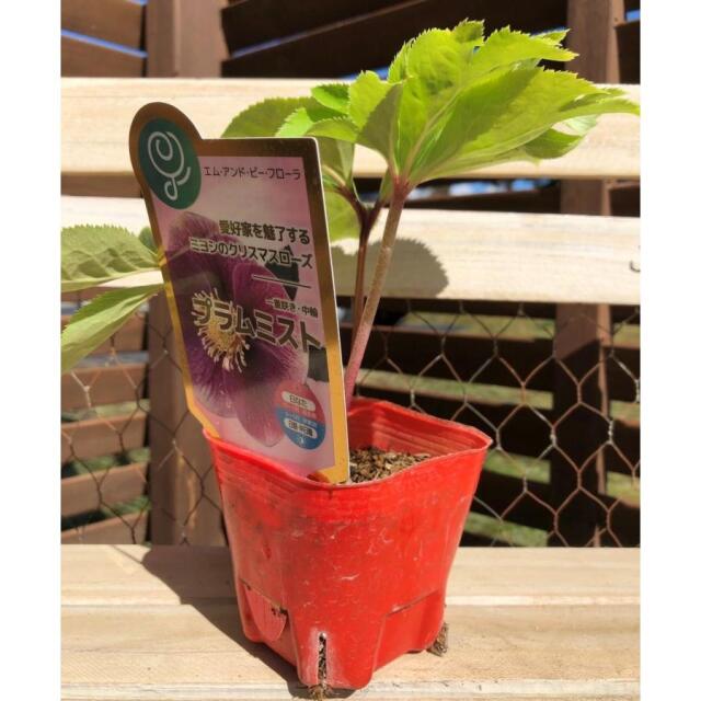 花苗 ミヨシのクリスマスローズ プラムミスト 9cmポット 1苗