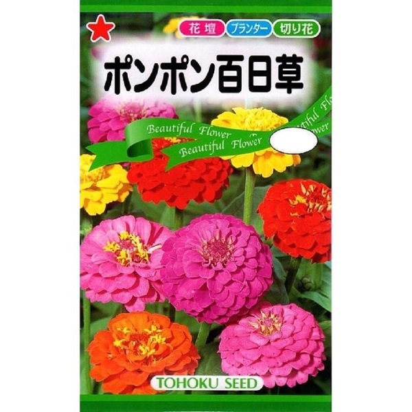 ポンポン百日草