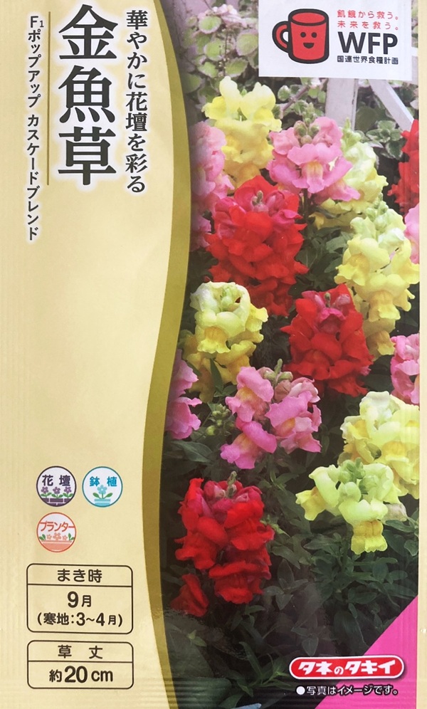 金魚草 ポップアップカスケードブレンド