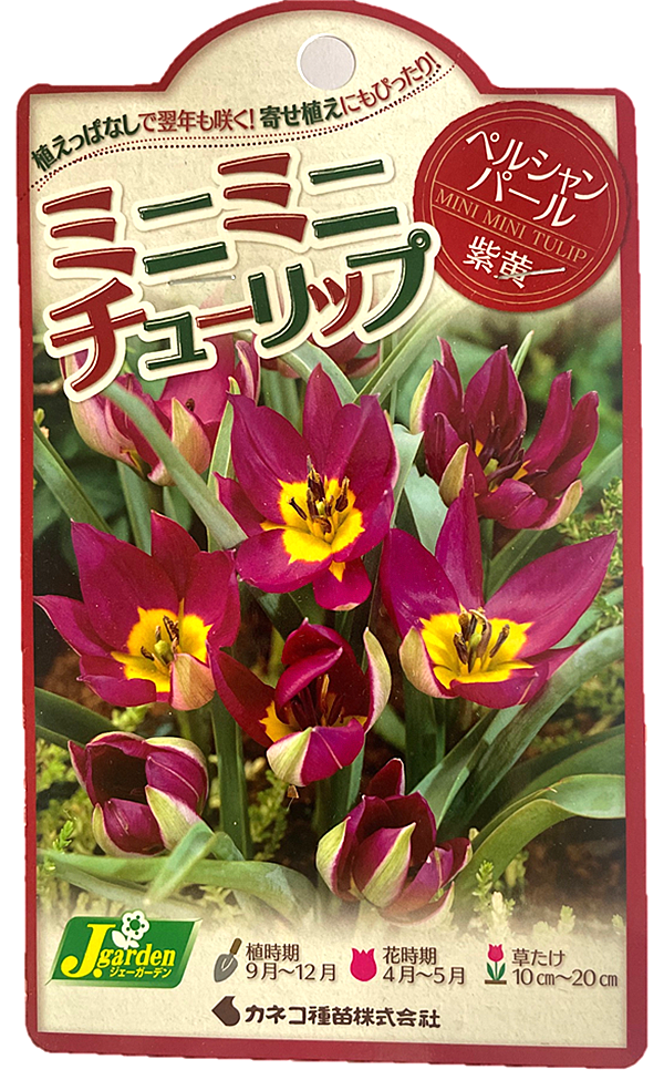 ミニミニチューリップ ペルシャンパール