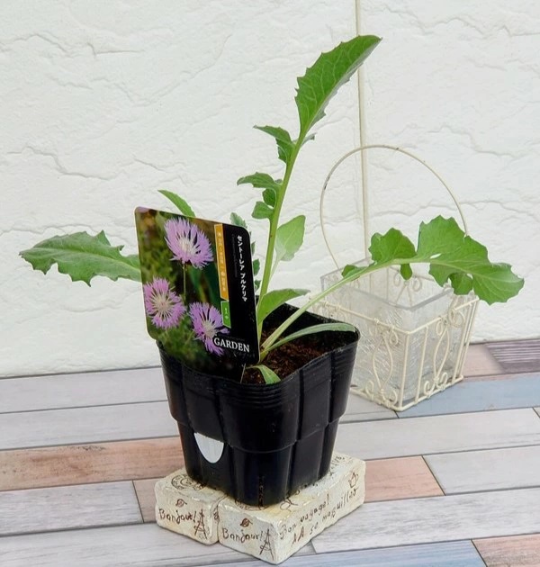 セントーレア　プルケリマ