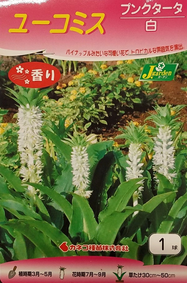 ユーコミスプンクタータ