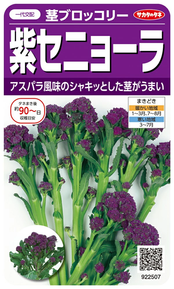 紫セニョーラ　茎ブロッコリー