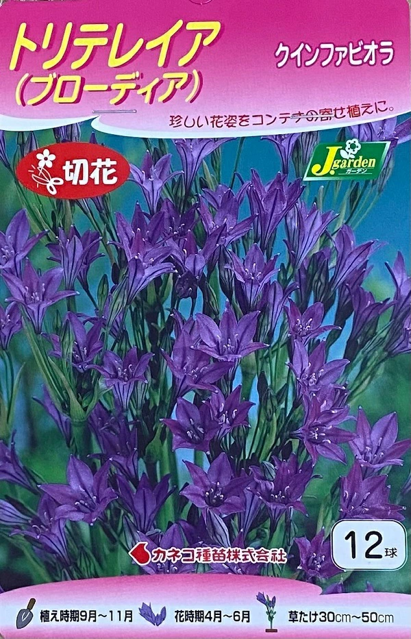 トリテレイアクインファビオラ