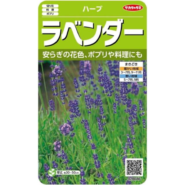 ラベンダーサカタ