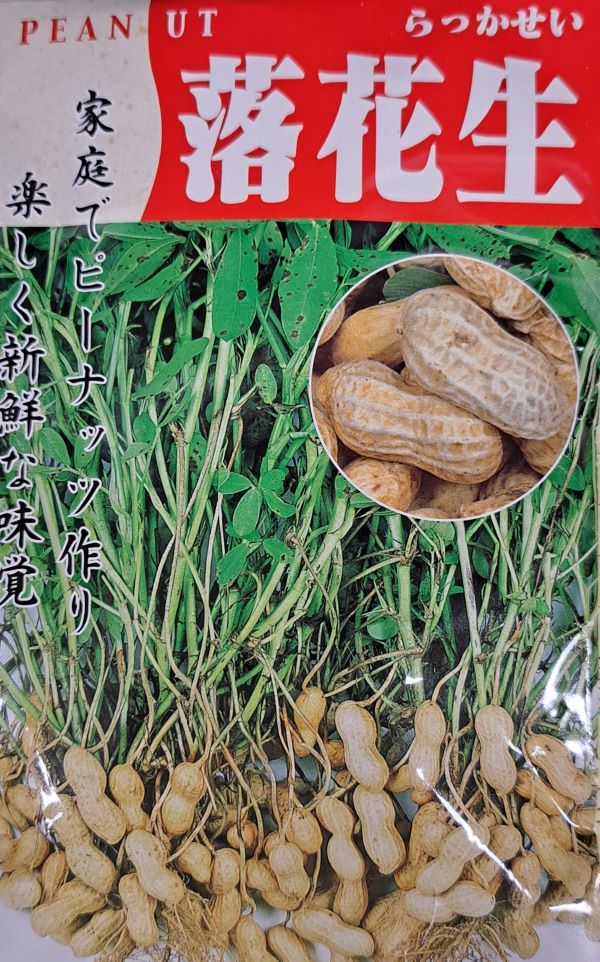 落花生 千葉半立性