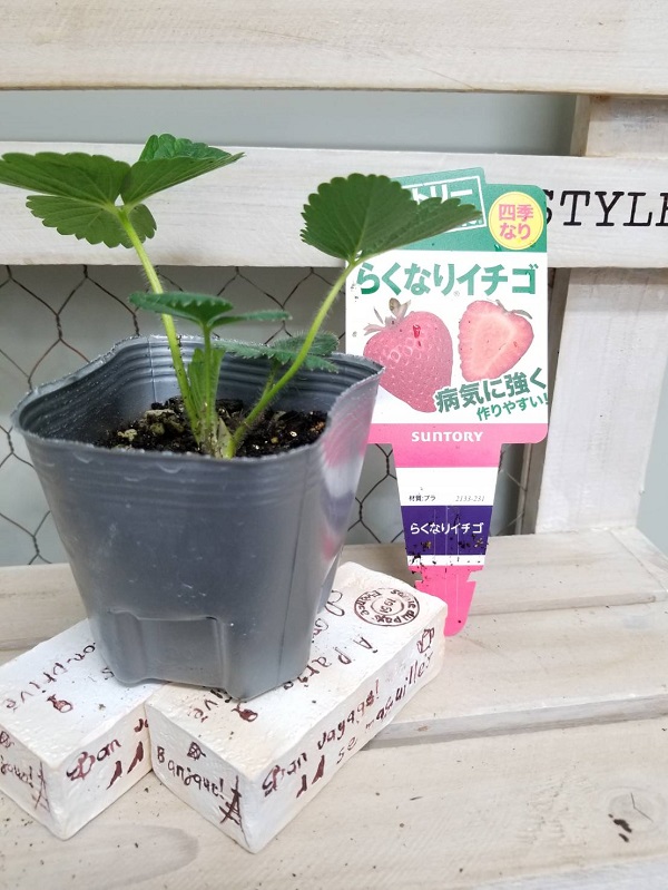 らくなりいちご