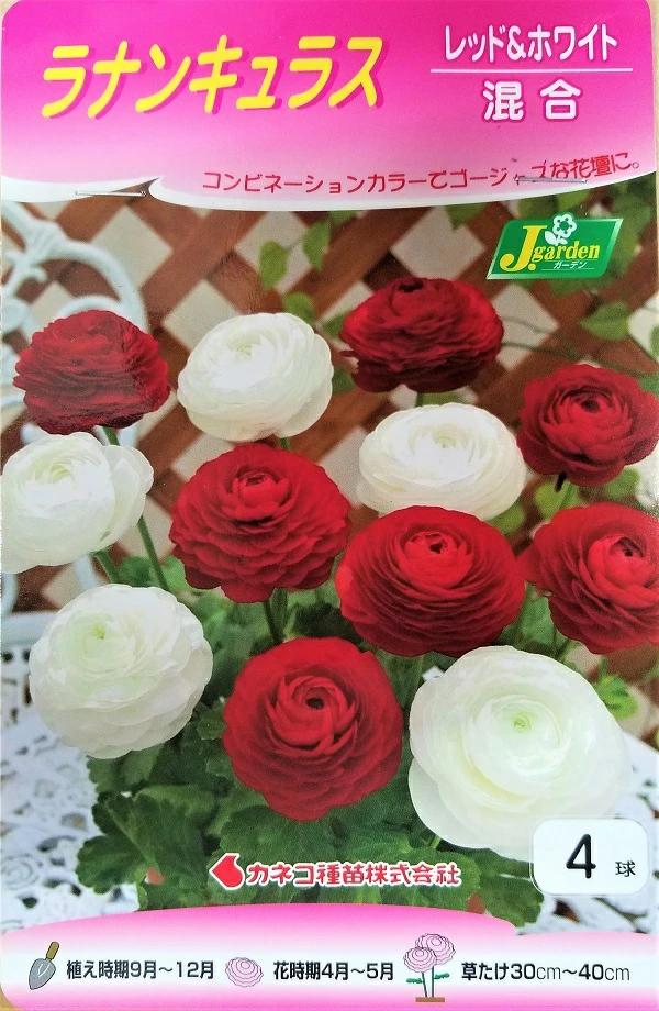 ラナンキュラスレッド＆ホワイト