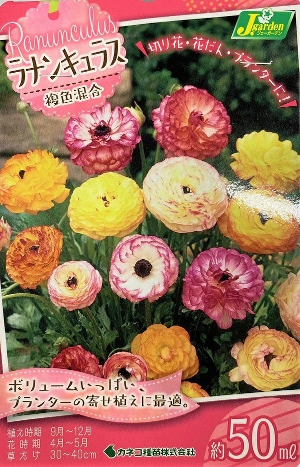 ラナンキュラス　複色混合