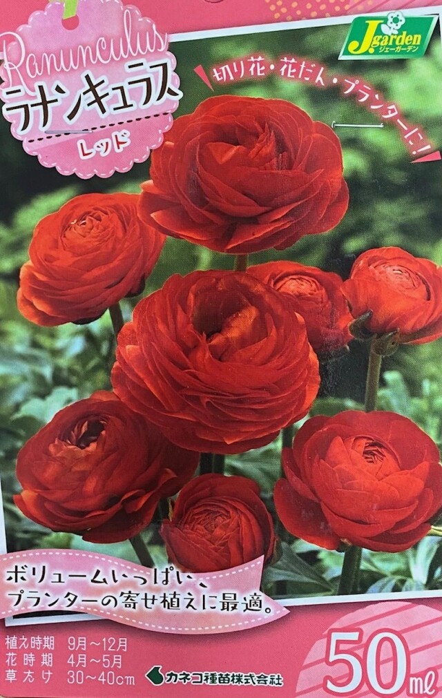 ラナンキュラスレッド