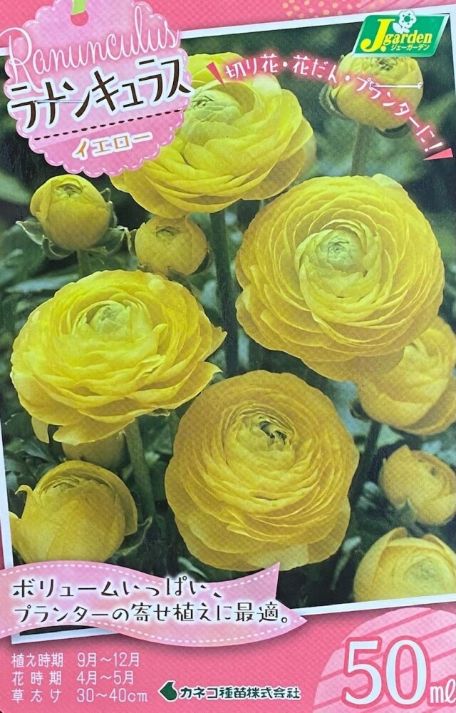 ラナンキュラスイエロー