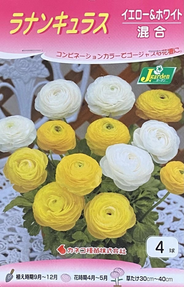 ラナンキュラス　イエロー＆ホワイト混合