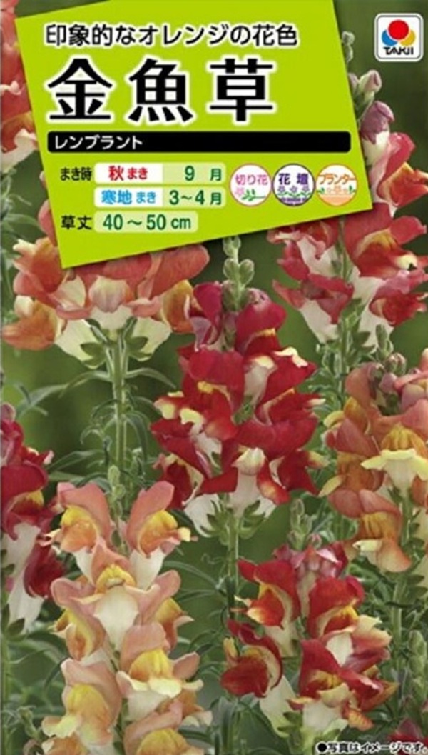 金魚草 レンブラント