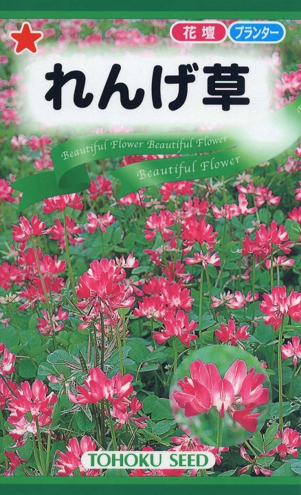 れんげ草
