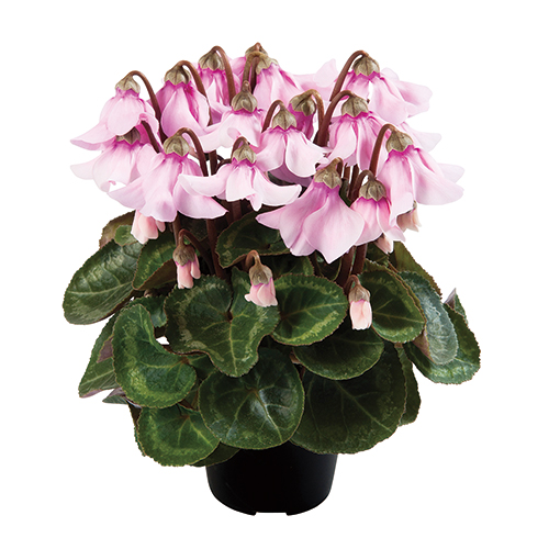 シクラメン ペチコート ライトウィズアイ2