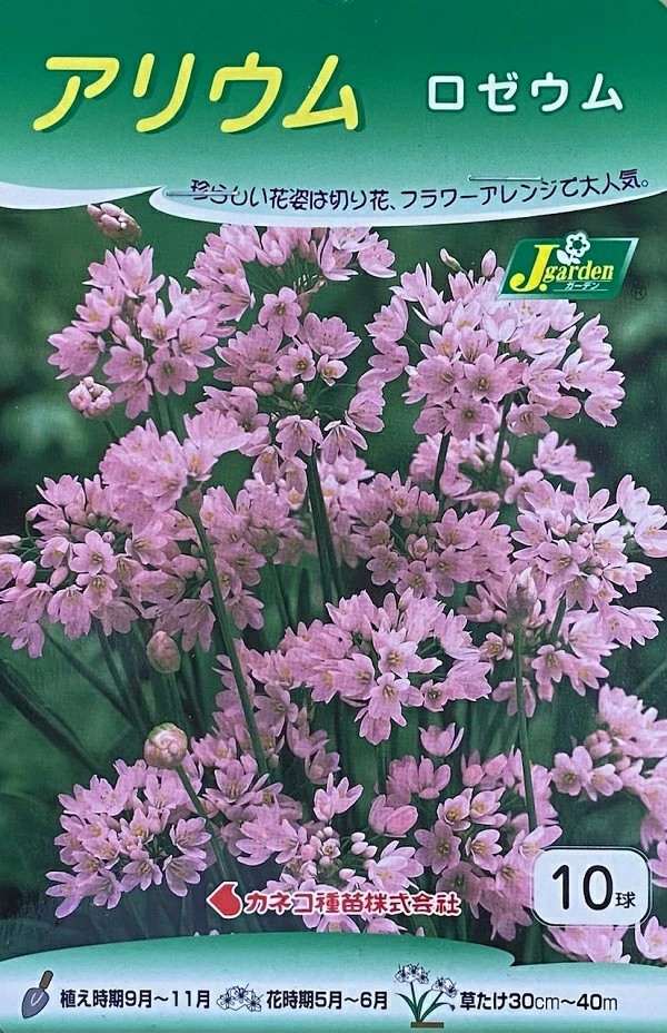 アリウムロゼウム