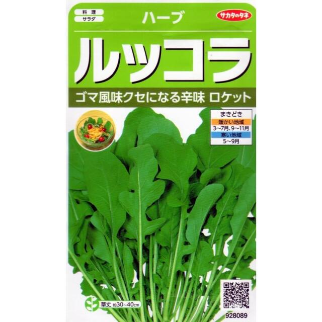 ルッコラページ 楽天市場】ルッコラ【 ローマ 】種子 500粒／ルッコラ／ルーコラ