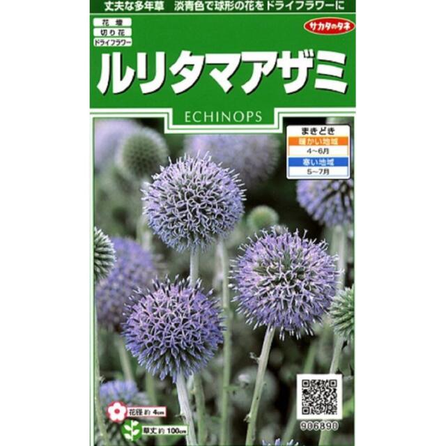 ルリタマアザミ
