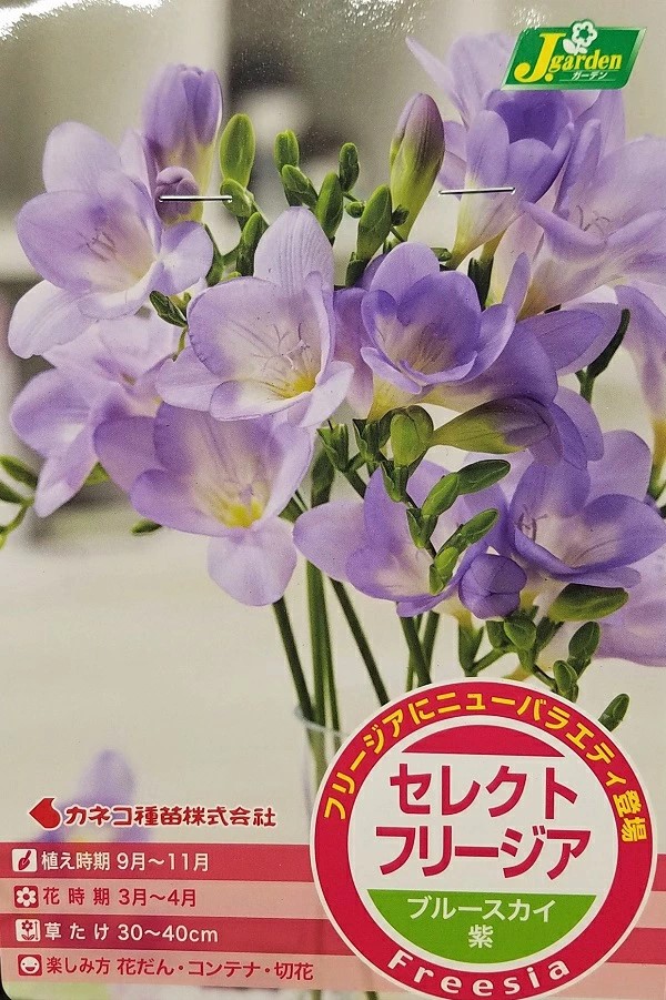 セレクトフリージアブルースカイ