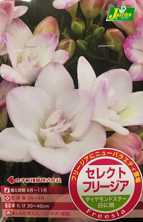 セレクトフリージアダイヤモンドスター