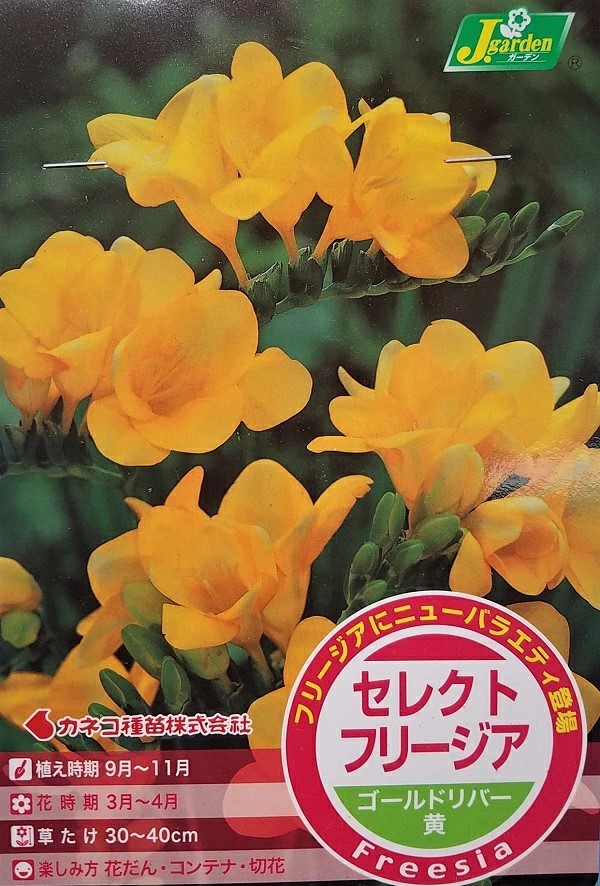 セレクトフリージアゴールドリバー