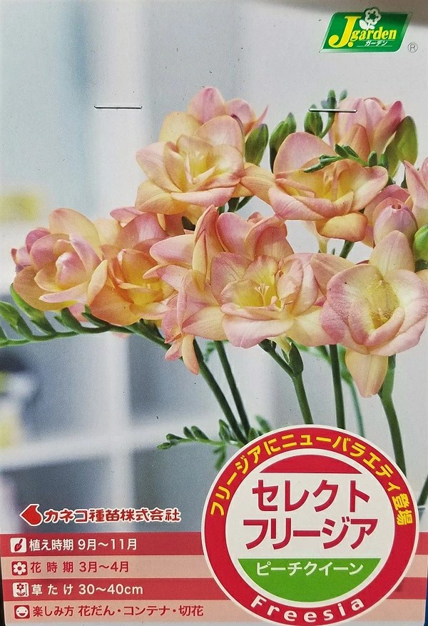 セレクトフリージアピーチクイーン