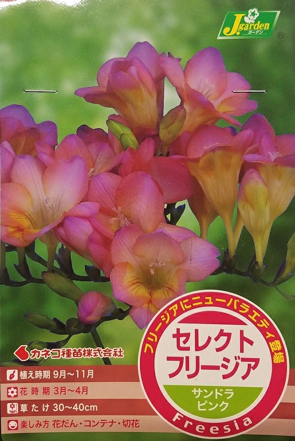 セレクトフリージアサンドラピンク