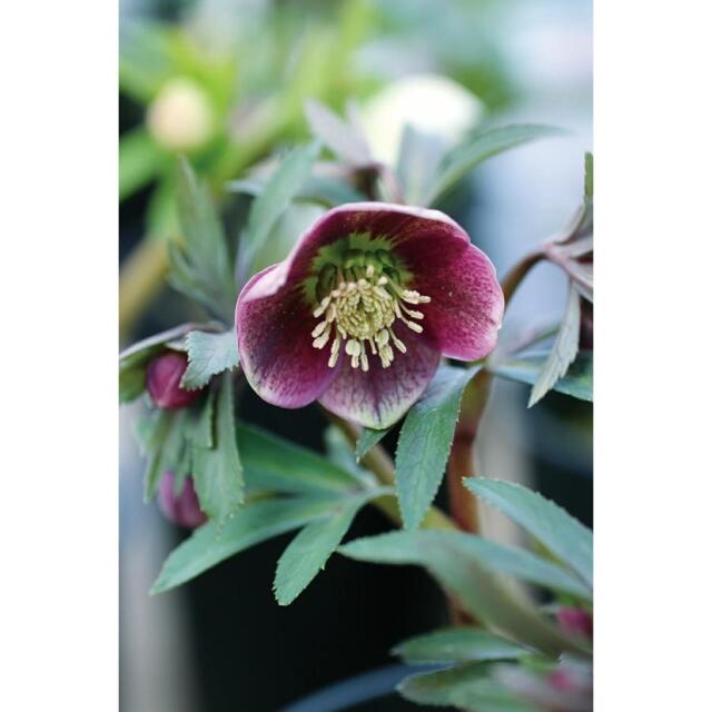 クリスマスローズ ダークパープル シングル (濃紫一重)