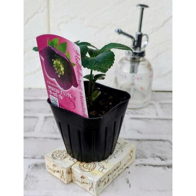 花苗 オリエンタリスハイブリッド苗 クリスマスローズ ダークパープル