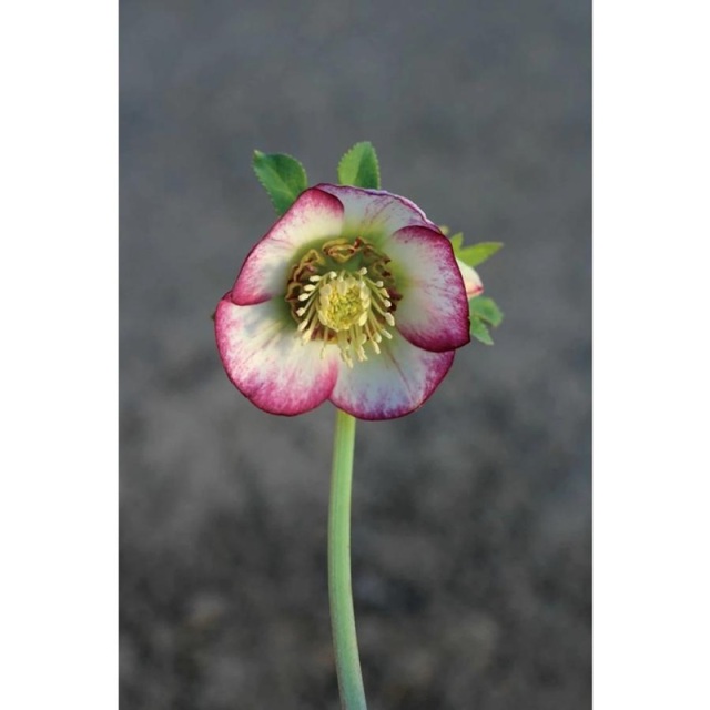 クリスマスローズ ピコティ シングル(一重覆輪)