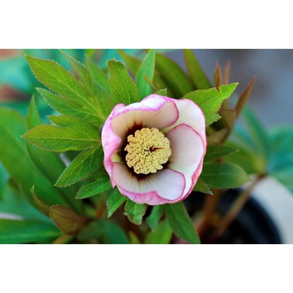 花苗 オリエンタリスハイブリッド苗 クリスマスローズ ピコティ