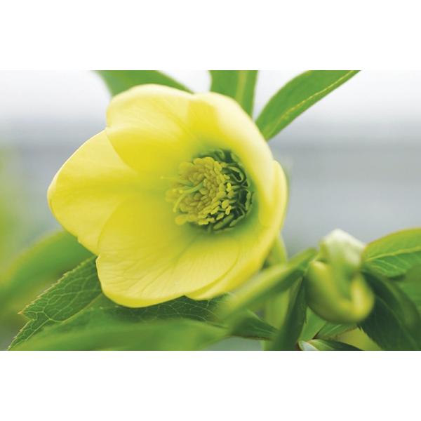 クリスマスローズ スーパーイエロー シングル (黄一重)