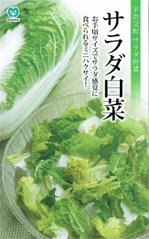 サラダ白菜