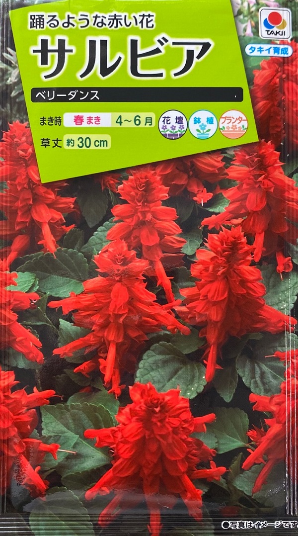 サルビア　ベリーダンス