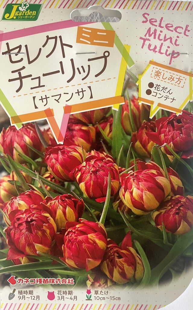 セレクトミニチューリップ サマンサ