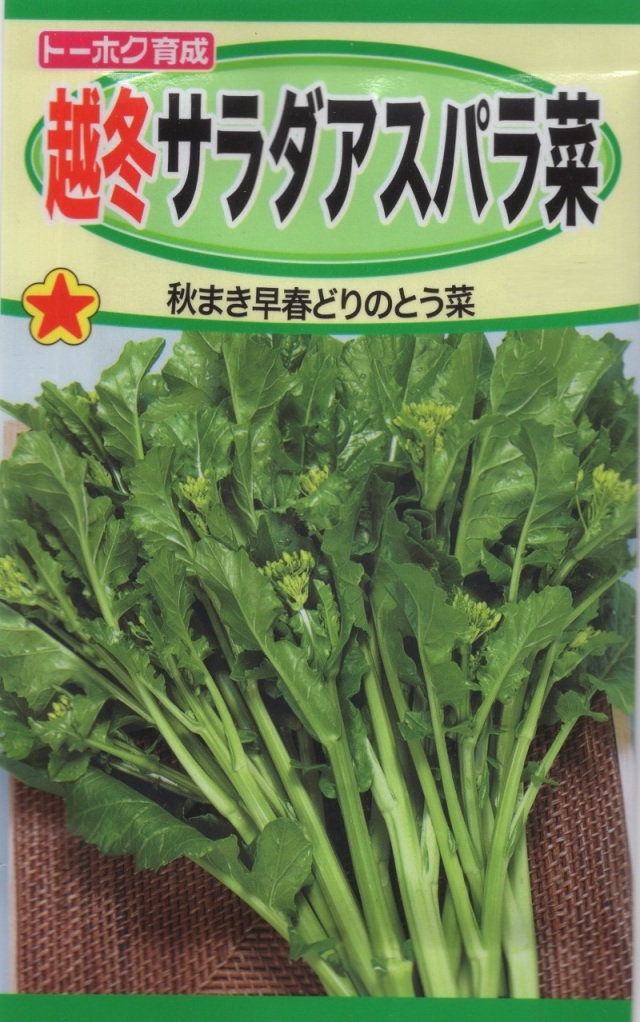 越冬サラダアスパラ菜