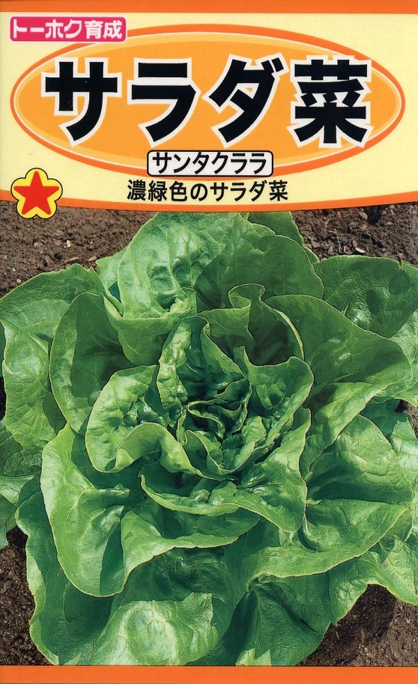 サラダ菜