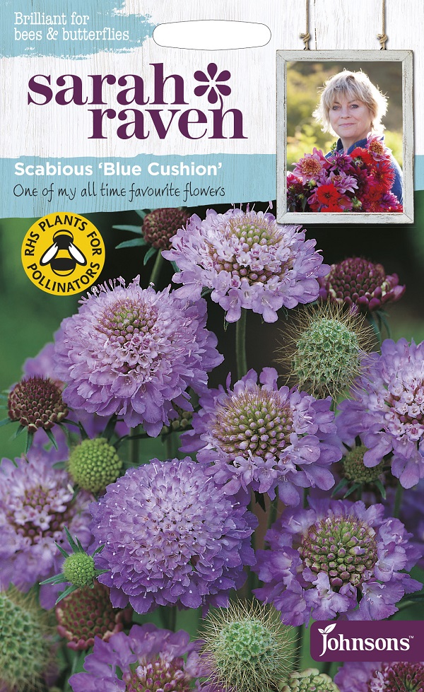 scabious-bluecushion