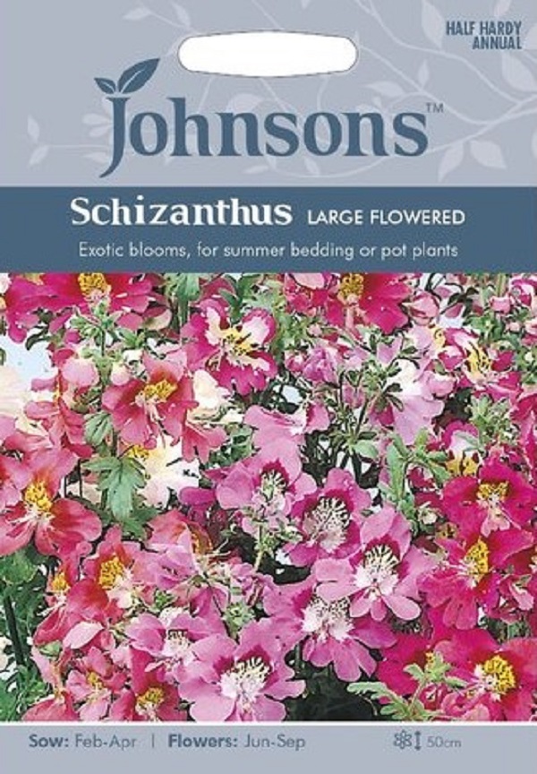 schizanthus