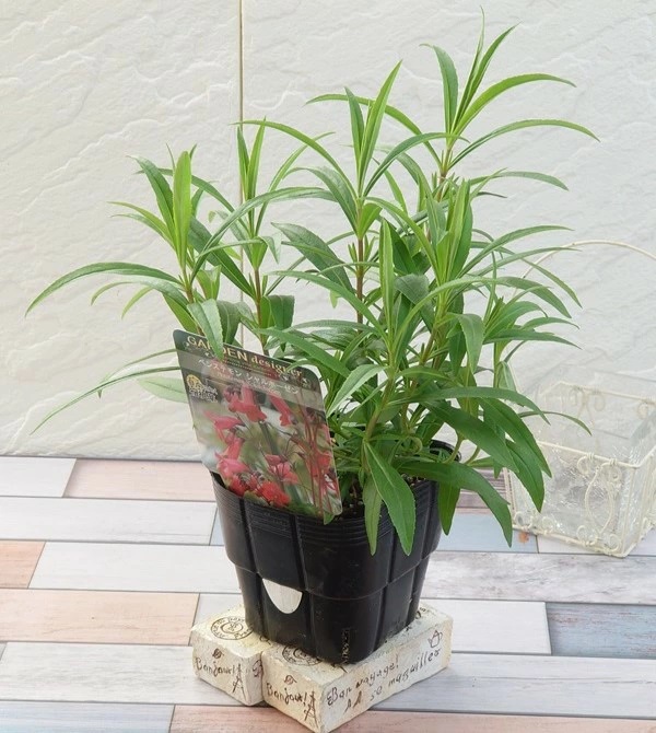 ペンステモン　シャルホーゼン