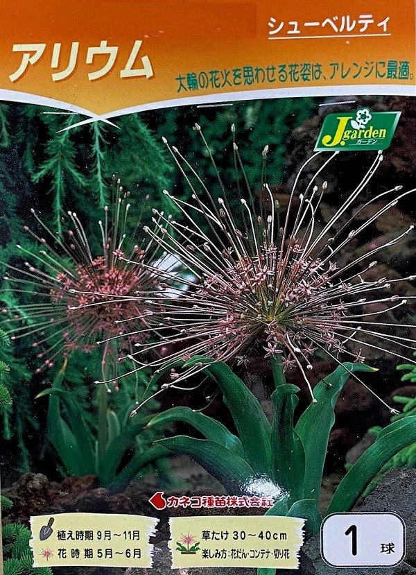 アリウムシューベルティ