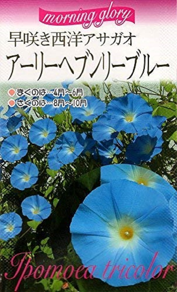 西洋アサガオ アーリーヘブンリーブルー