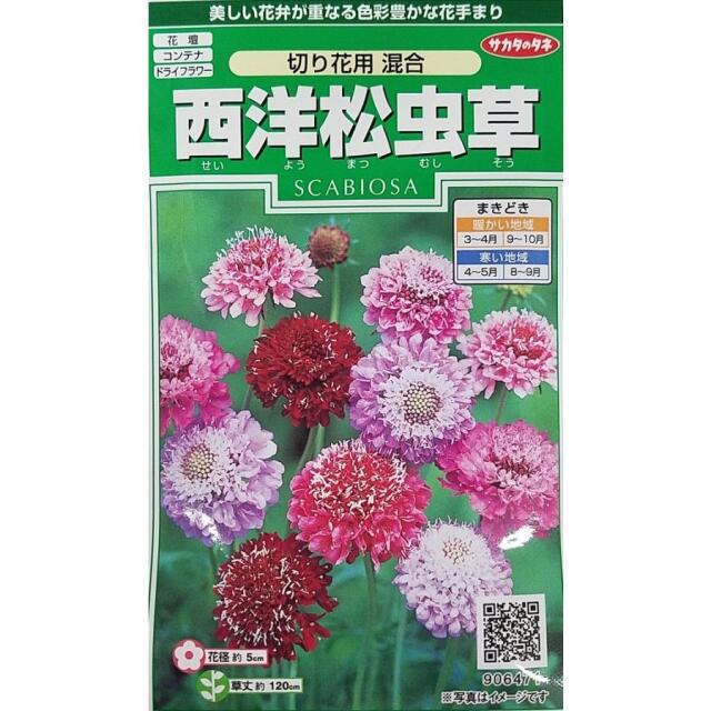 西洋松虫草