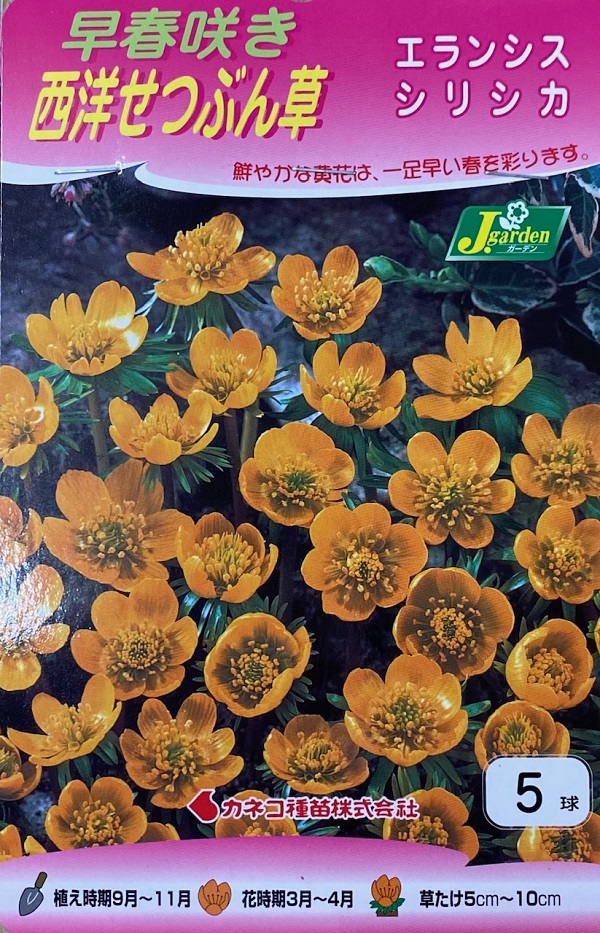 西洋せつぶん草