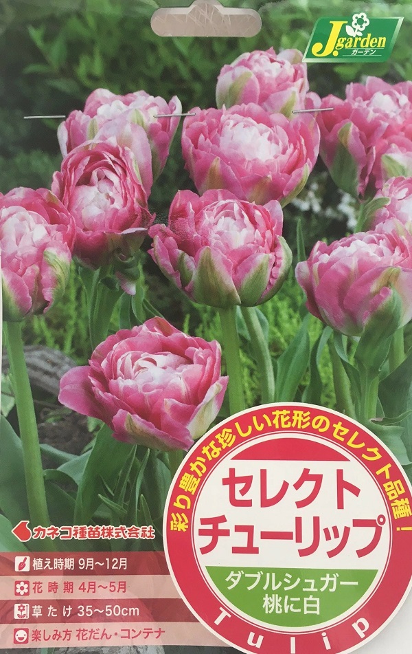 セレクトチューリップ ダブルシュガー