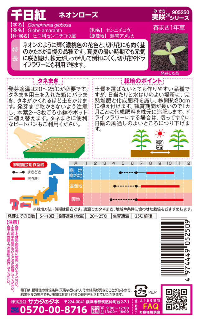 千日紅ネオンローズ