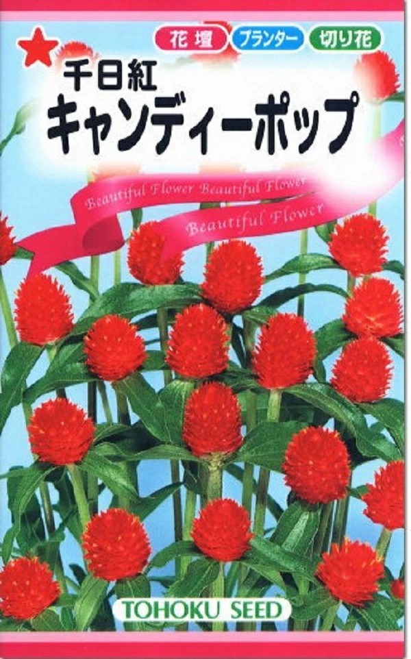 トーホク千日紅キャンディーポップ
