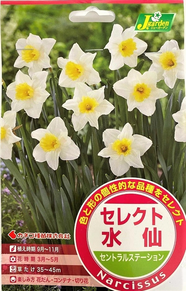 セレクト水仙　セントラルステーション